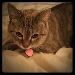 Cat Friendly Home! 😻😻😻